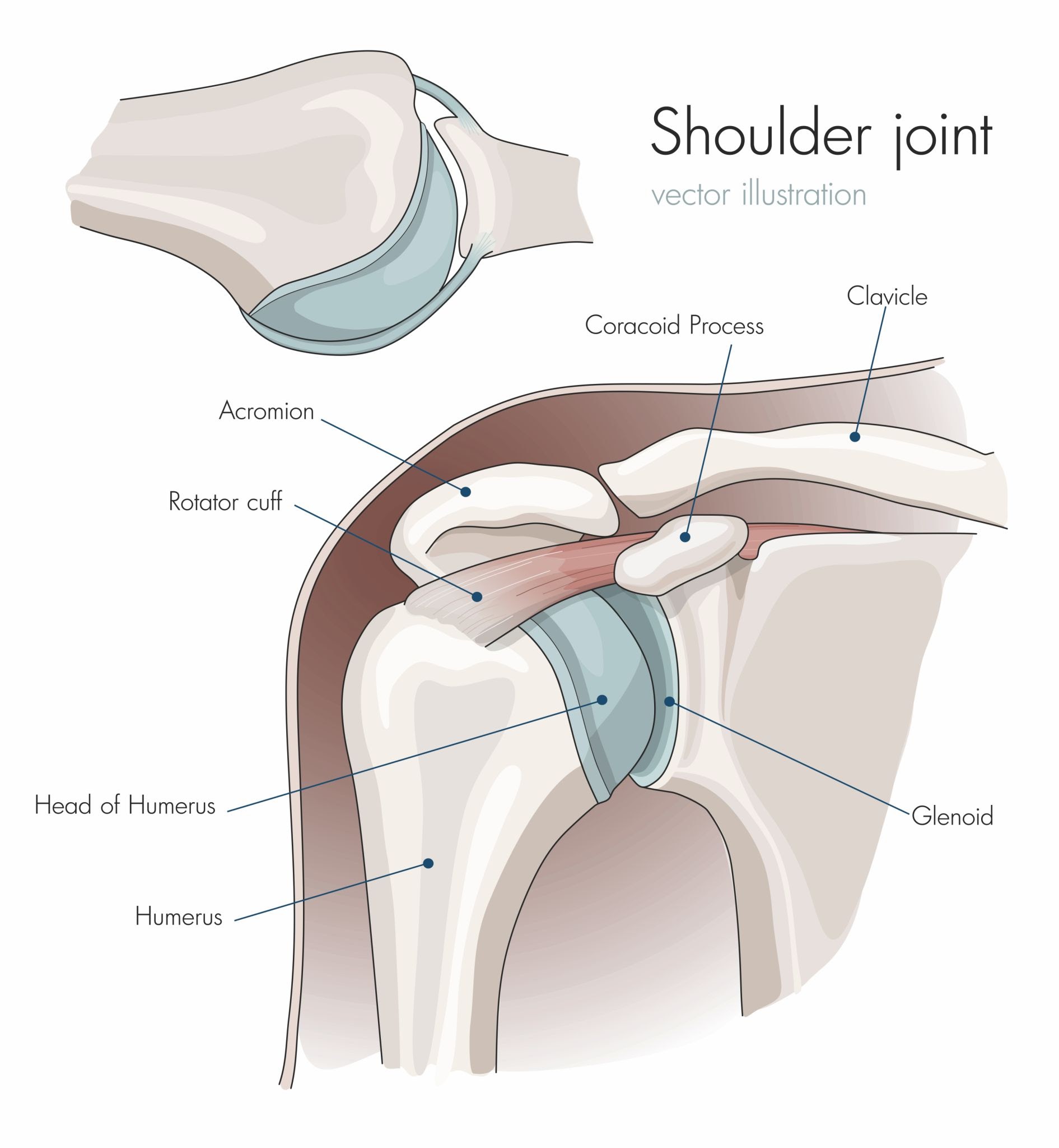 Image of shoulder joint anatomy