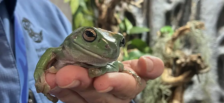Frog Feeding & Keeper Talk