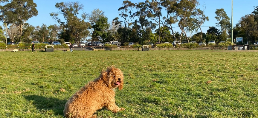 Frenchs Forest Showground Dog Off-leash Area