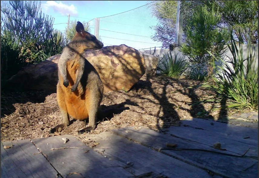 Protecting the Ingleside Wildlife Corridor