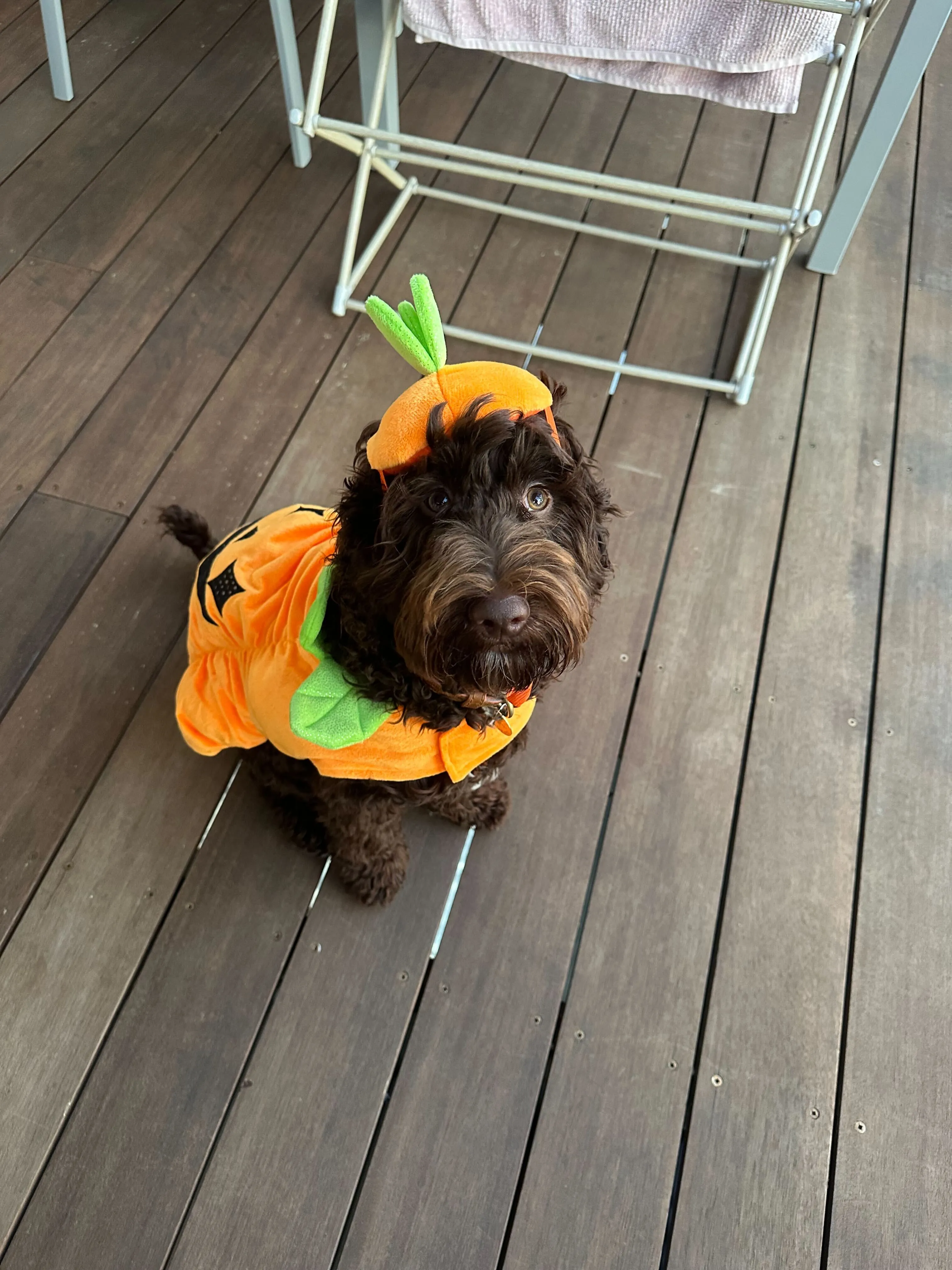 Sydney Animal Hospitals: Halloween Pet Safety