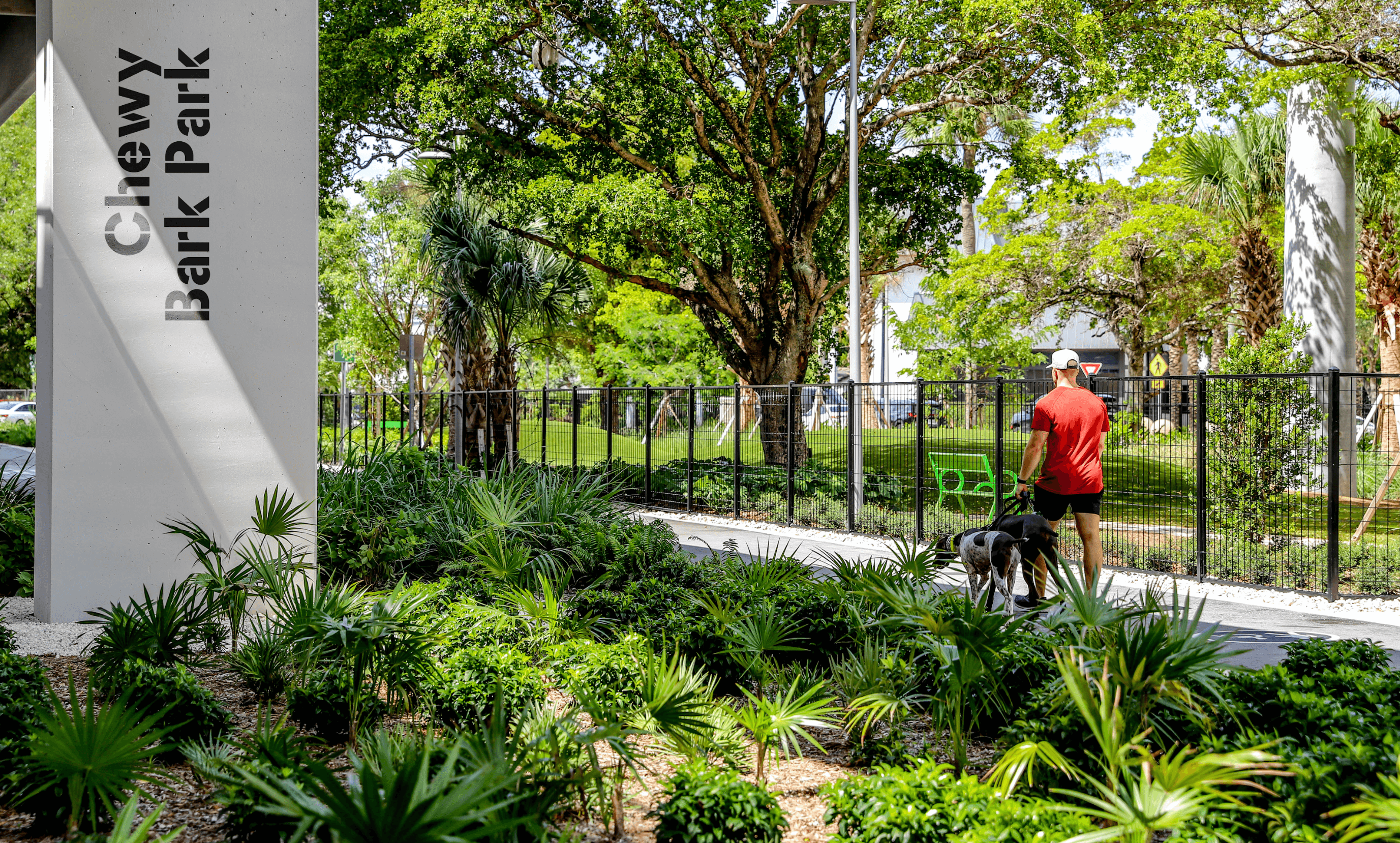 Person wearing a red shirt and white cap walking two dogs on a path in a green park with trees and plants.