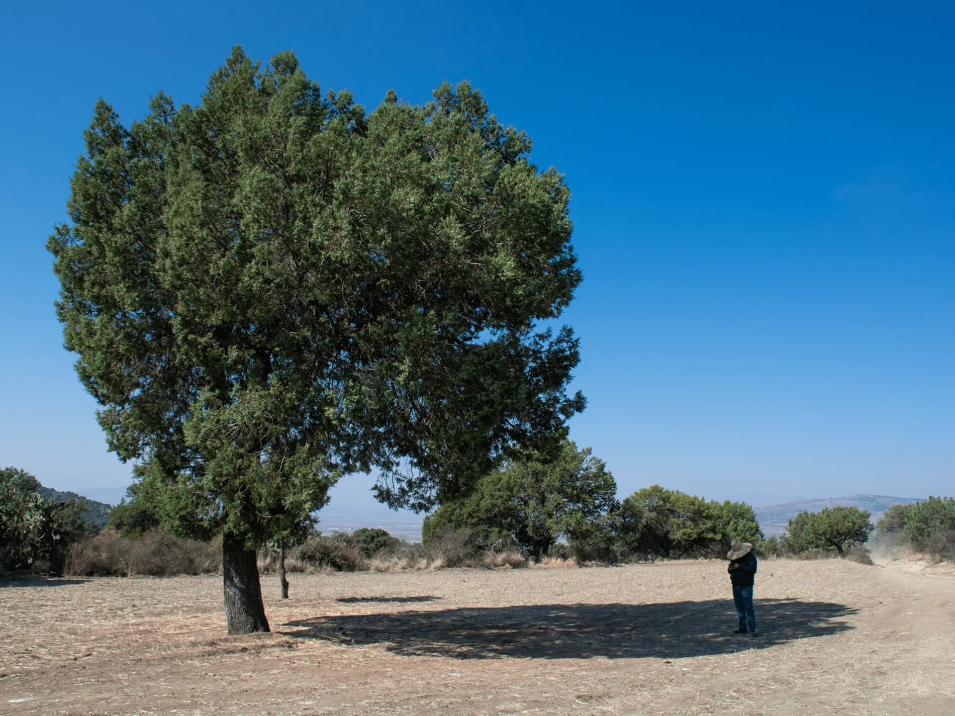 Los Llanos de Apan