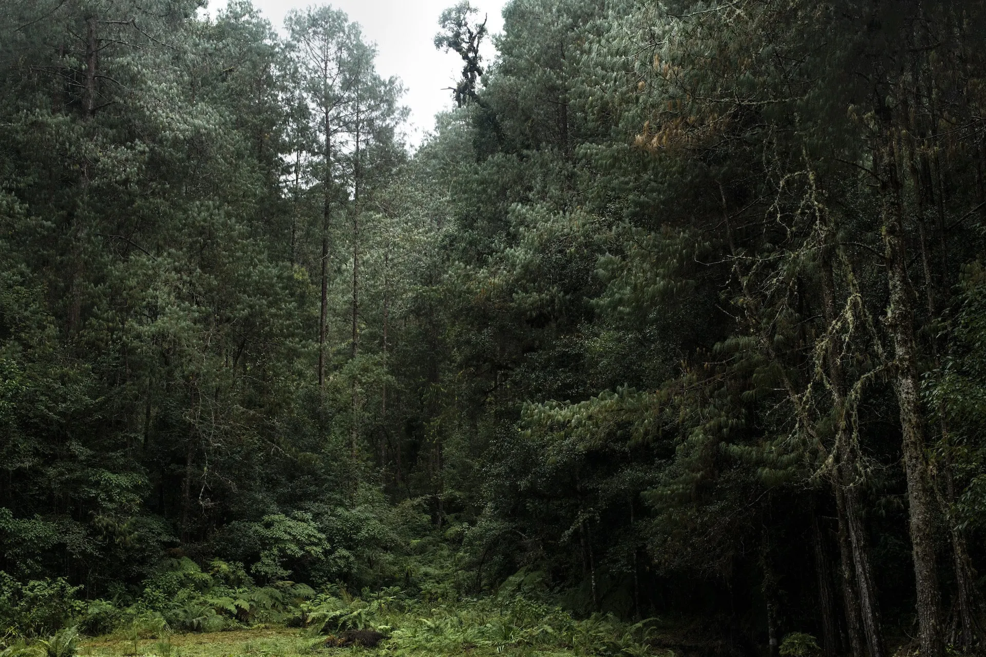 ¿Cuándo nos dejamos de considerar parte de la naturaleza?