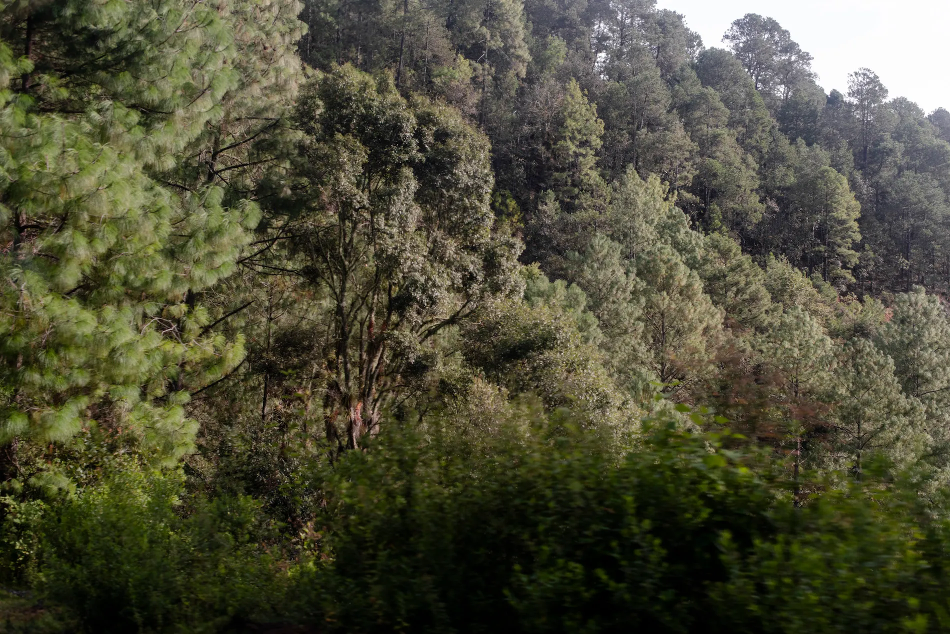 ¿Qué es la captura de carbono?