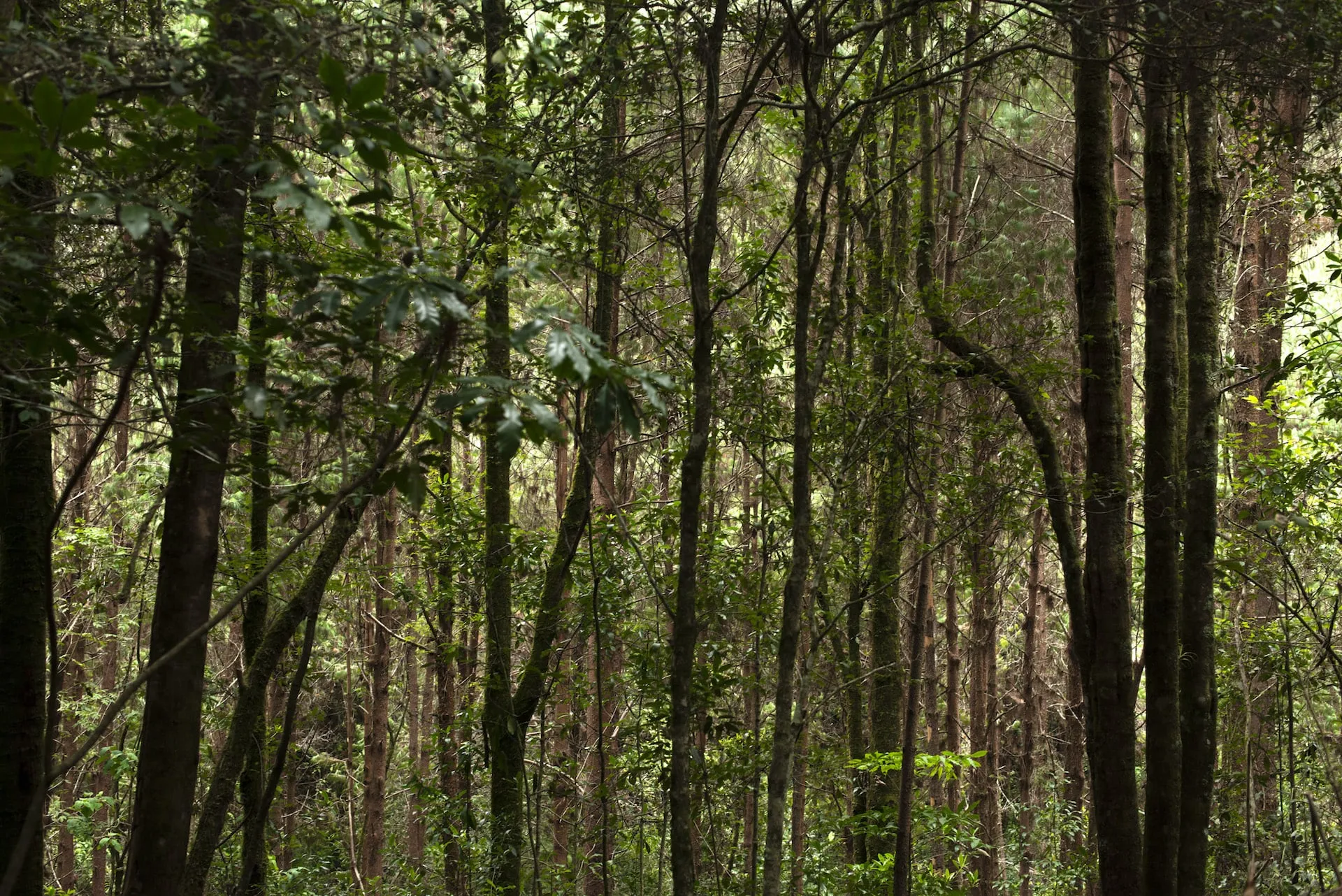 ON FIRE: ¿El Green Deal de Biden o el Green New Deal?