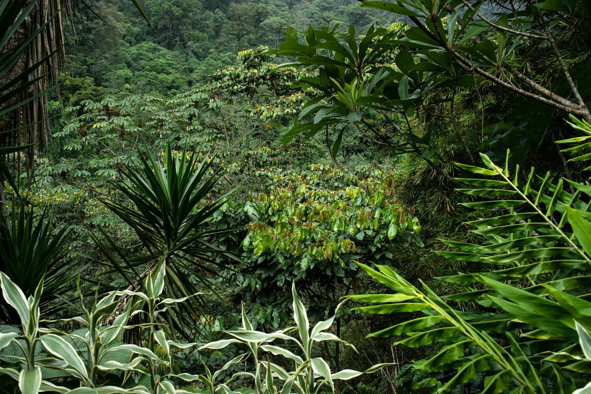 Las cámaras trampa: una herramienta clave para proponer medidas de conservación y protección de especies.