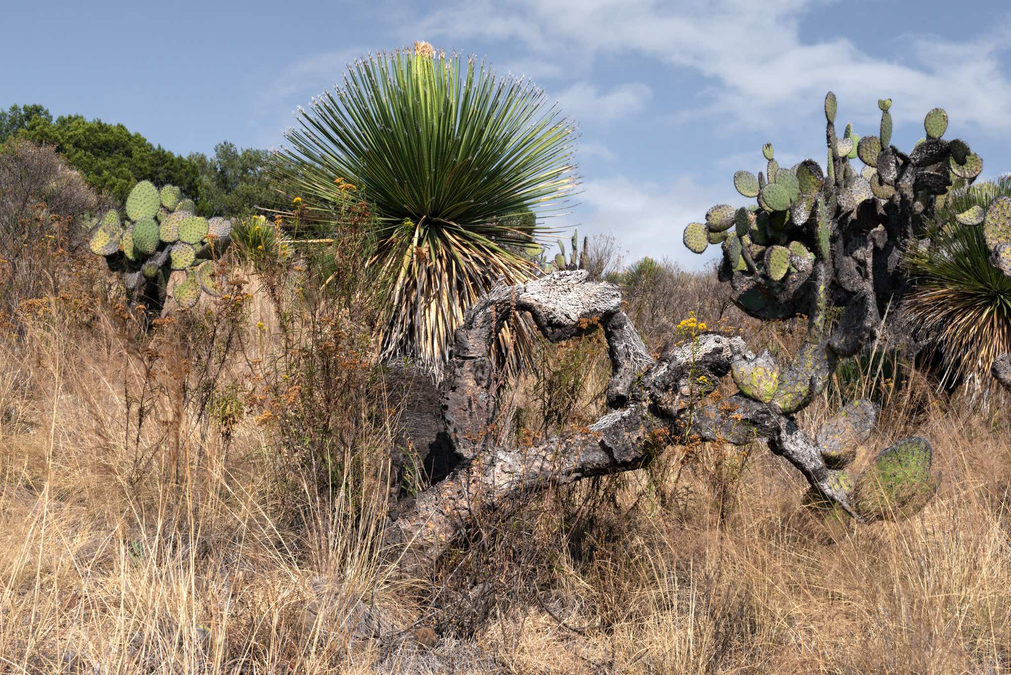 The most abundant ecosystem in Mexico: xerophilous scrub