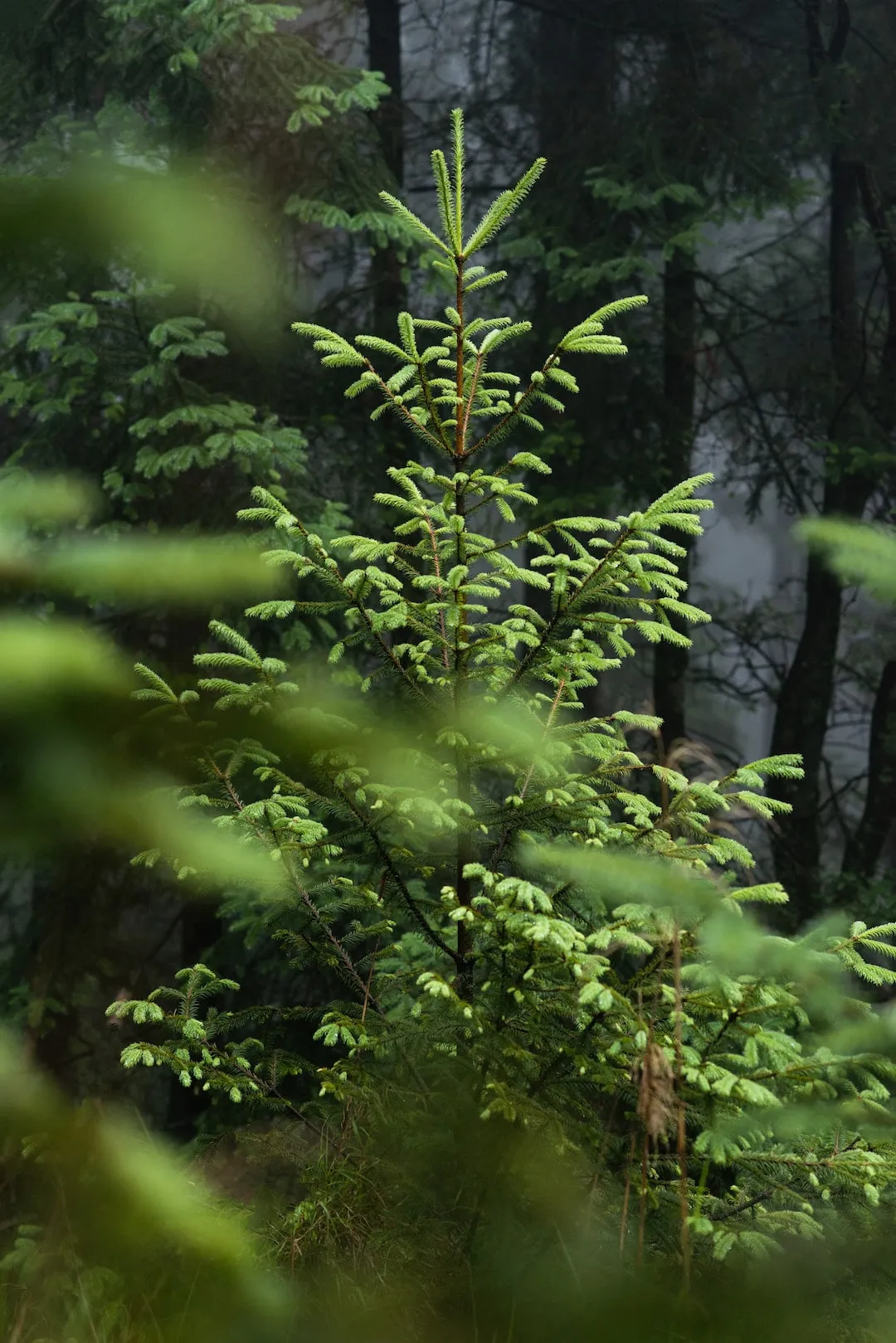 Una nueva generación de bonos de carbono