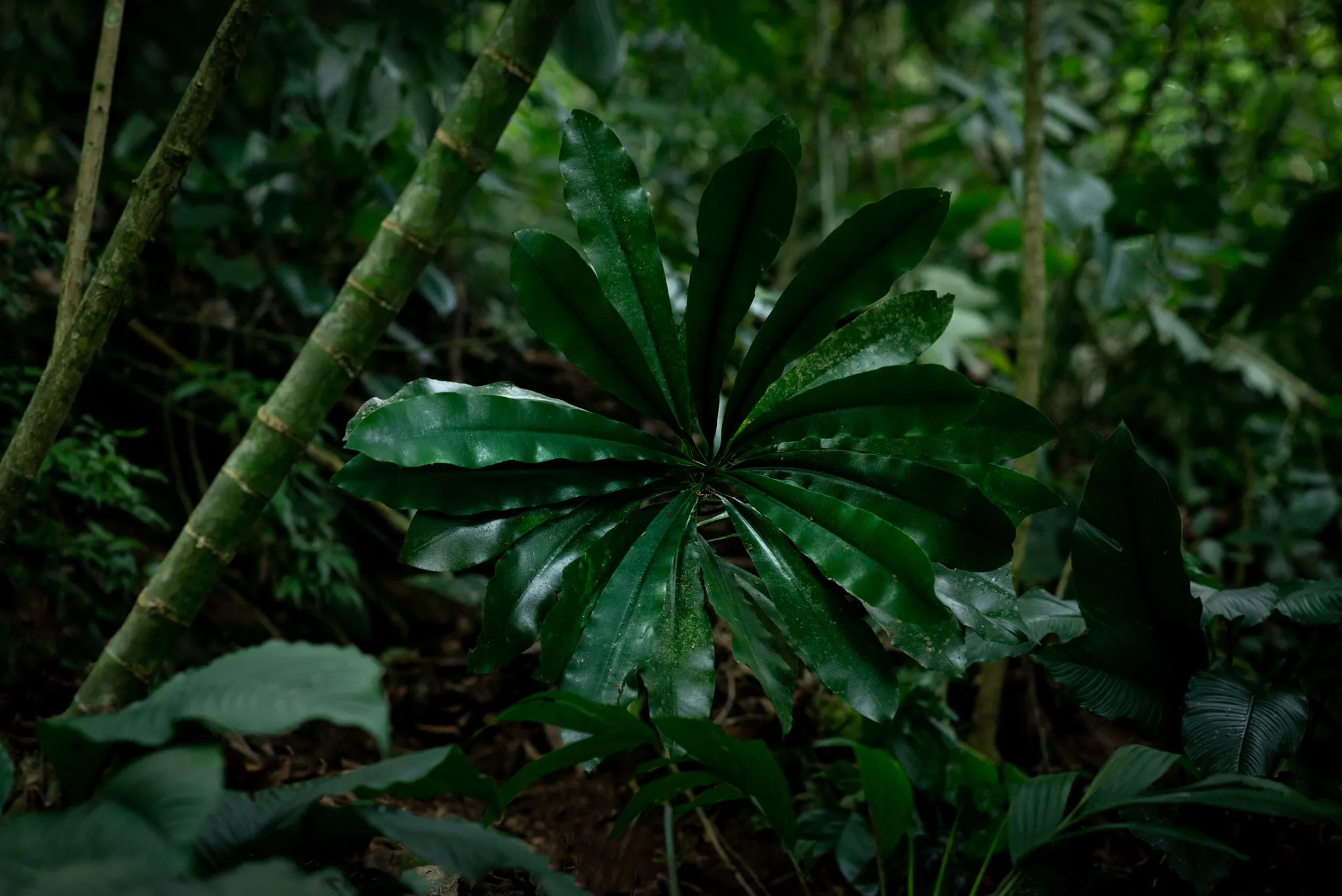 Regenerative Agriculture: Cultivating Earth's Health
