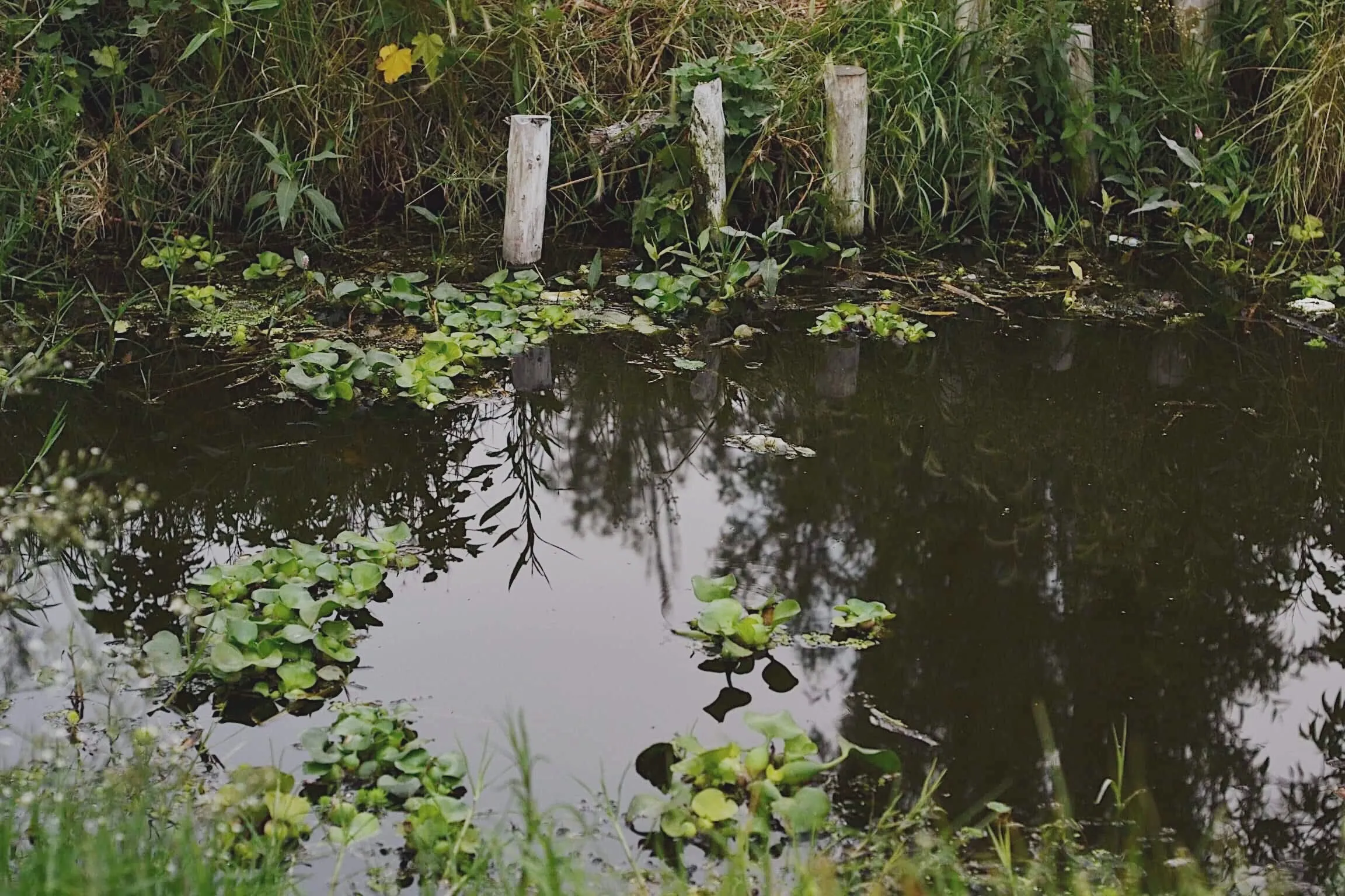 ¿Cómo trabajar con la naturaleza para cumplir con los Objetivos de Desarrollo Sostenible 2030?