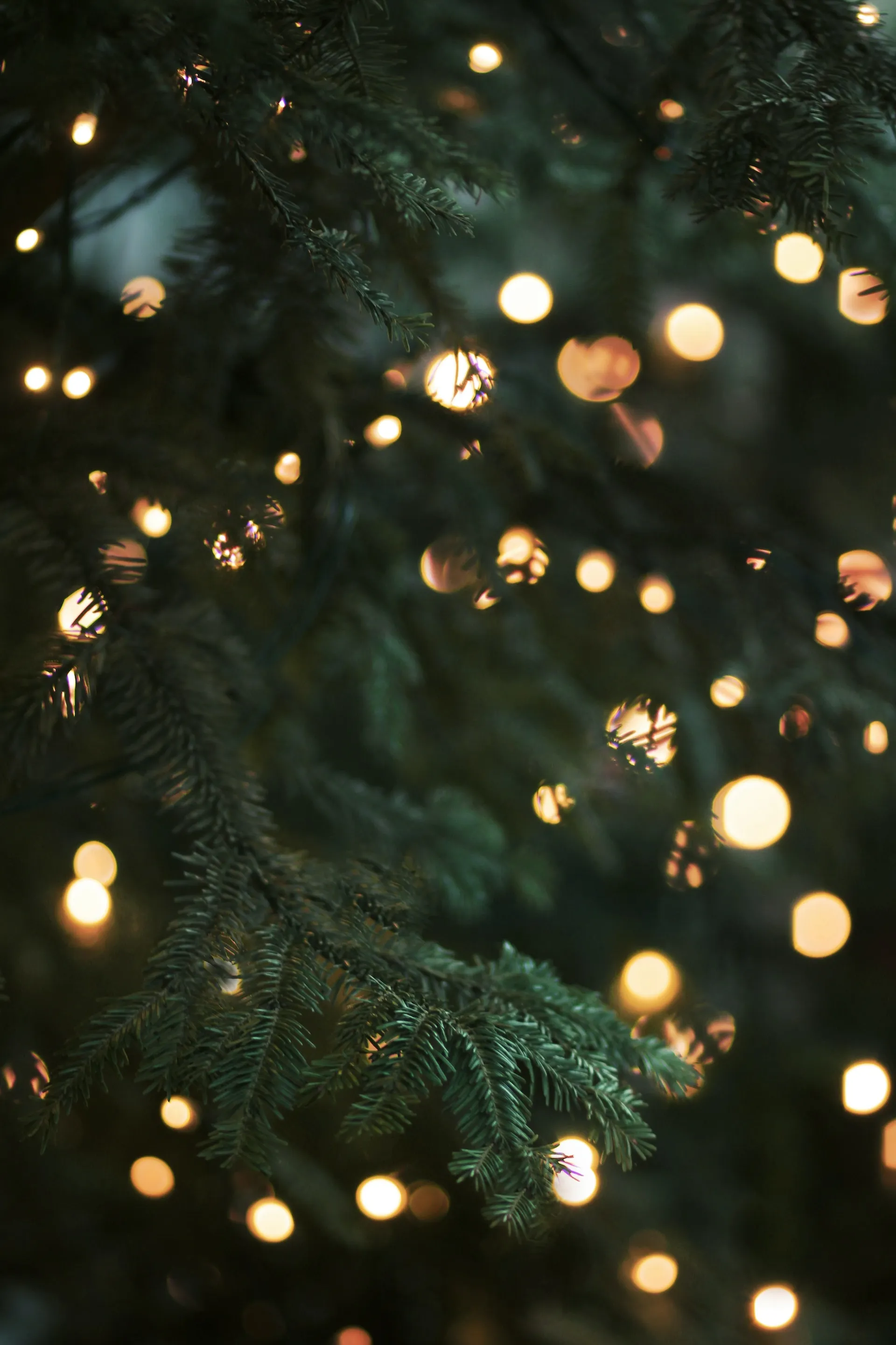 Sustainable Christmas trees