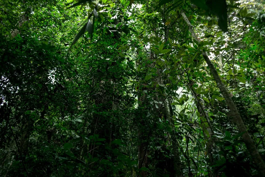 Forest management: can a forest be used in a sustainable way?