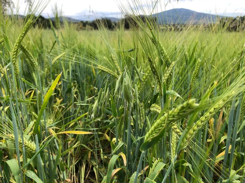 Regenerando la forma en la que producimos alimentos: la clave está en los suelos