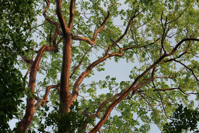 The sister trees of the Yucatan Peninsula