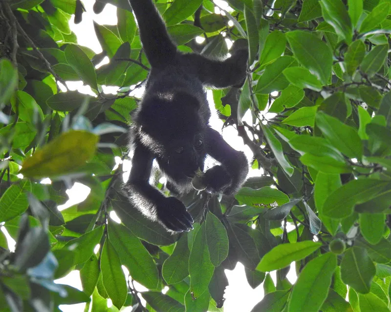 Voluntary Conservation: The First Step in Climate Action