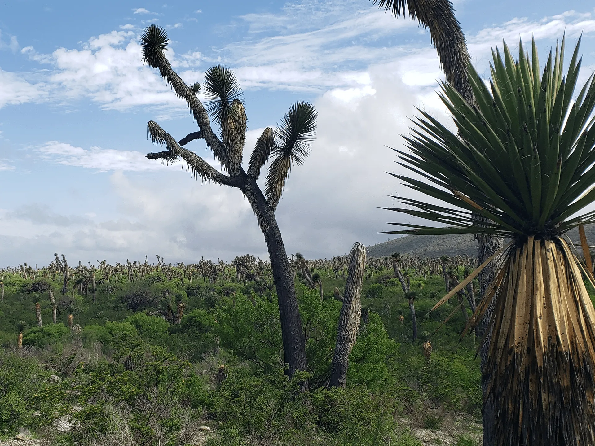 El Salado Basin