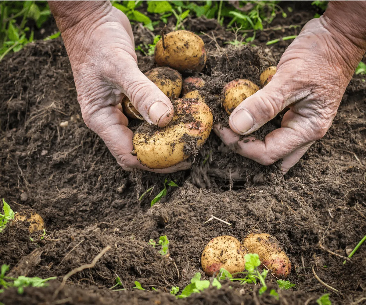 un homme récolte des pomme de terres à la main
