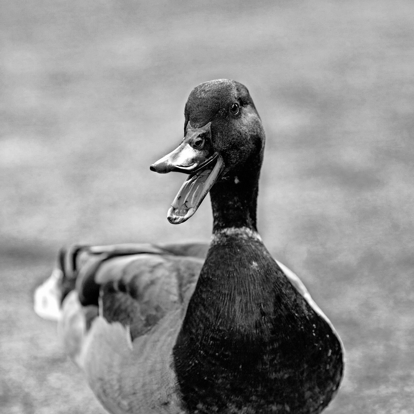 A black and white photo of a duck