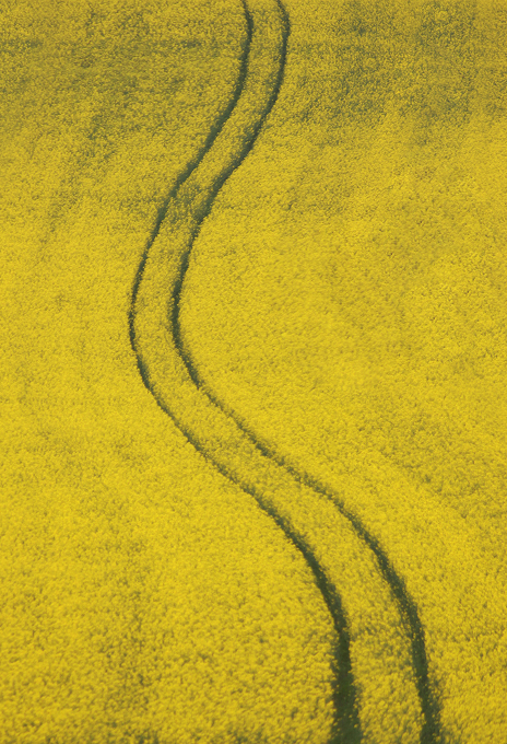 Close-up of a bright yellow rapeseed field with visible tire tracks, referencing the natural source of Simplyfined’s plant-based oils.