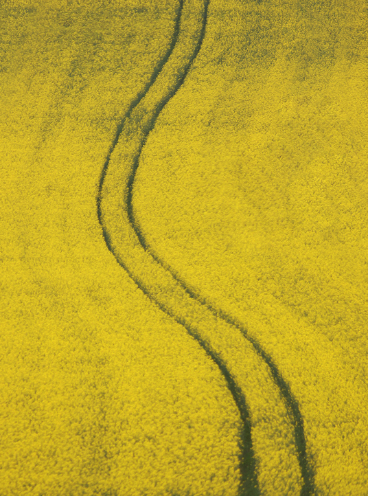 Close-up of a bright yellow rapeseed field with visible tire tracks, referencing the natural source of Simplyfined’s plant-based oils.