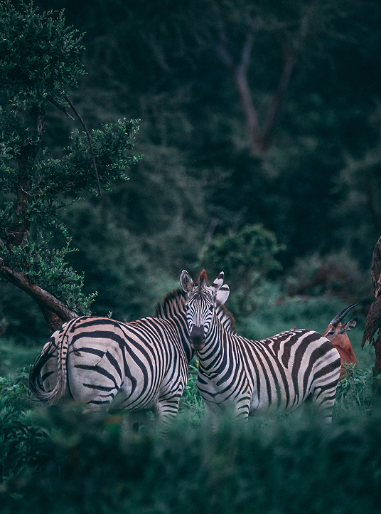 Zwei Zebras stehen dicht beieinander in einer grünen Naturlandschaft und verbinden die Marke mit ihrer visuellen Inspiration aus der Natur.