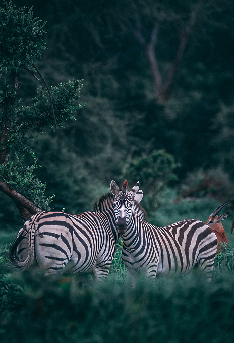 Zwei Zebras stehen dicht beieinander in einer grünen Naturlandschaft und verbinden die Marke mit ihrer visuellen Inspiration aus der Natur.