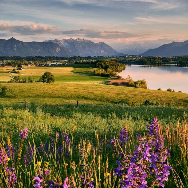 Blumenwiese mit See und Alpenpanorama im Abendlicht