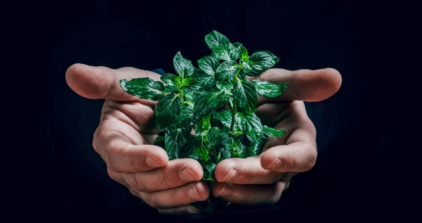 Le Caprice des Neiges' eco-responsible commitments for an environmentally-friendly stay in Combloux.
