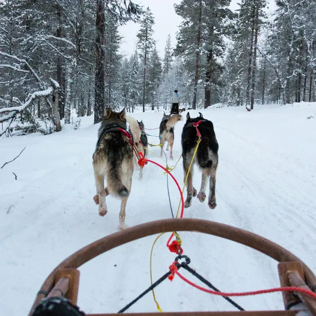 Dogsledding near Combloux, in an Alpine winter setting.