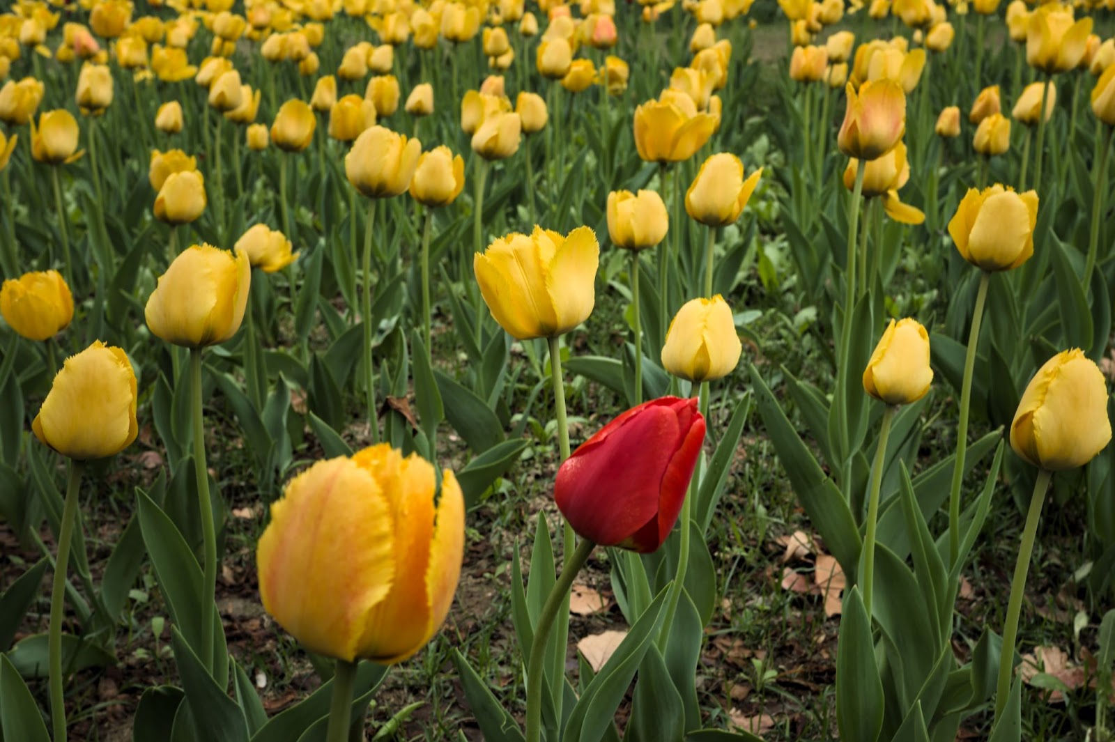 Image d'un champs de fleurs jaunes avec une fleur rouge au milieu afin de symboliser la différence entre identité de marque et image de marque