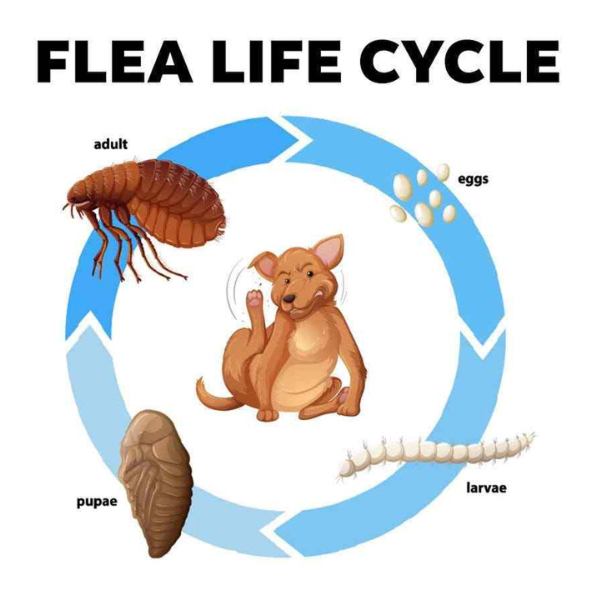 3-flea-body-image-v2