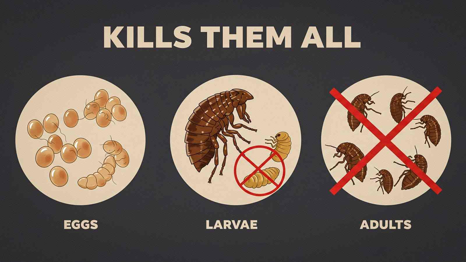 9-flea-body-image-v2