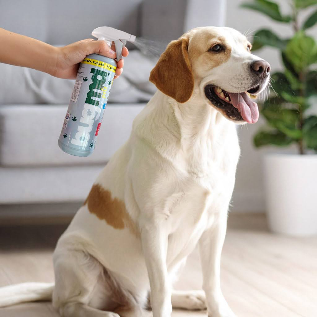 12-flea-body-imaga-v2