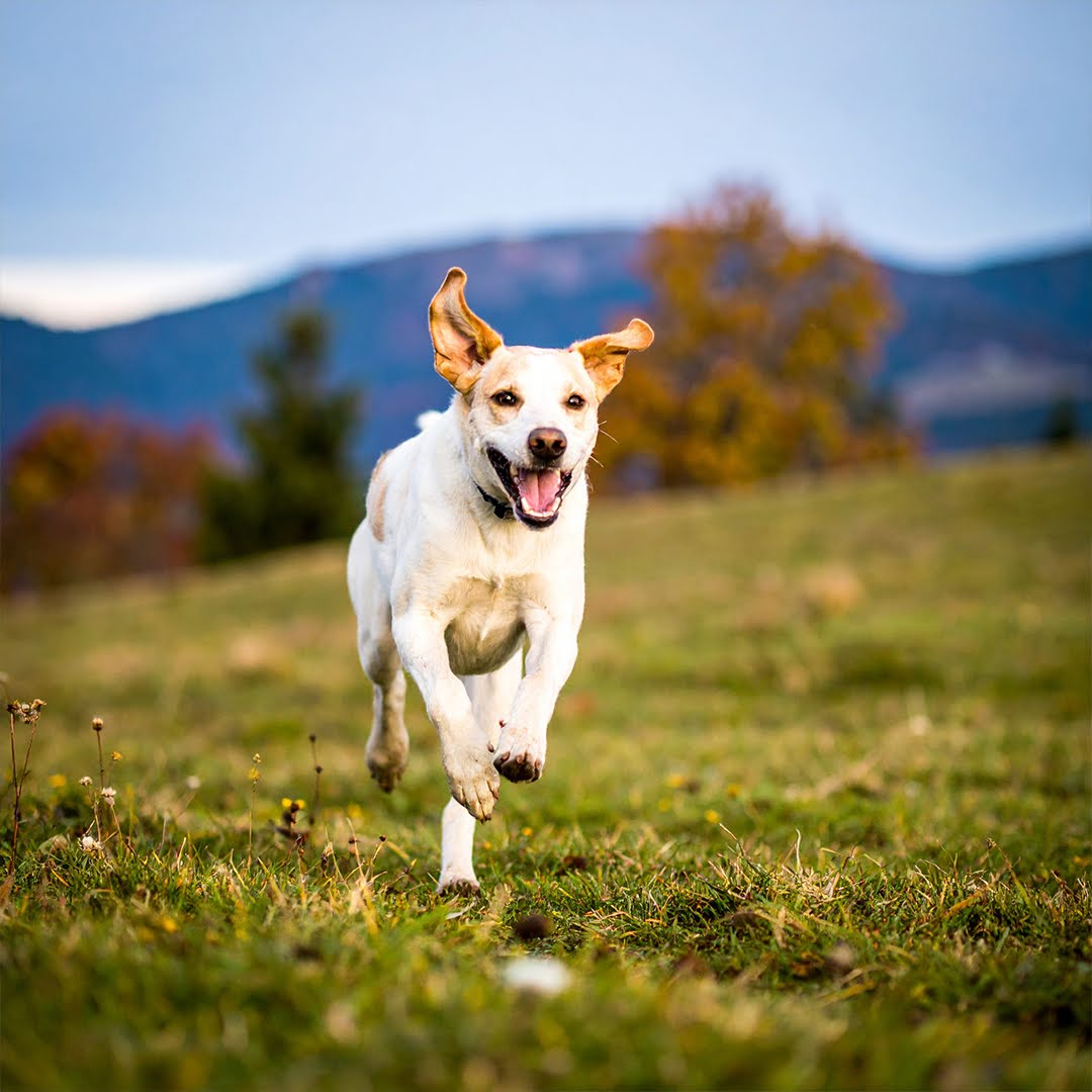 13-flea-body-image-v2