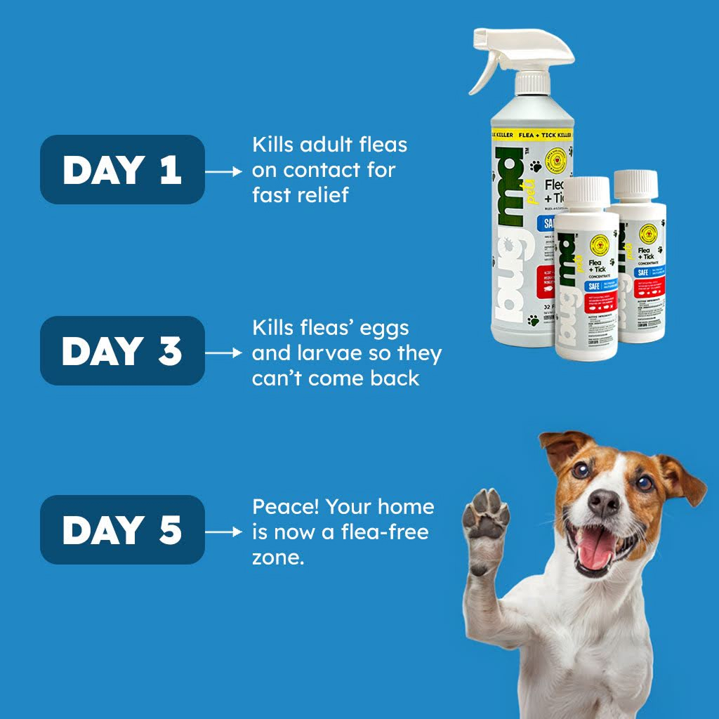 18-flea-body-image-v2