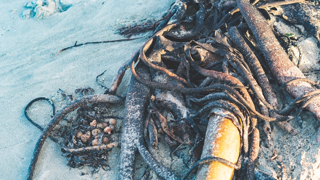 tree roots that have been removed from a sewer pipe - drain cleaning thousand oaks ca