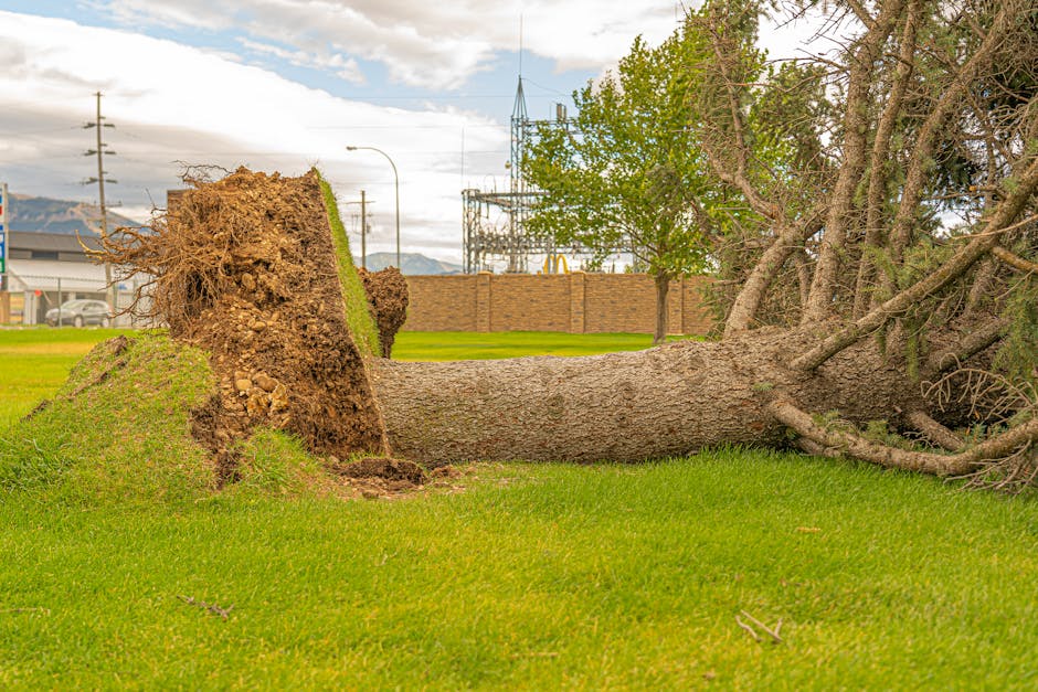tree roots damaging pipes - commercial plumbing calabasas ca