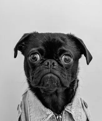 Team member Portrait 
