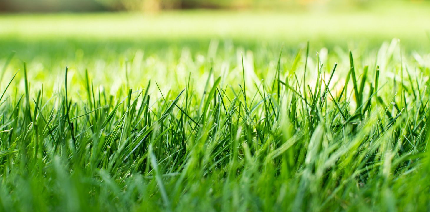Caring for your new garden