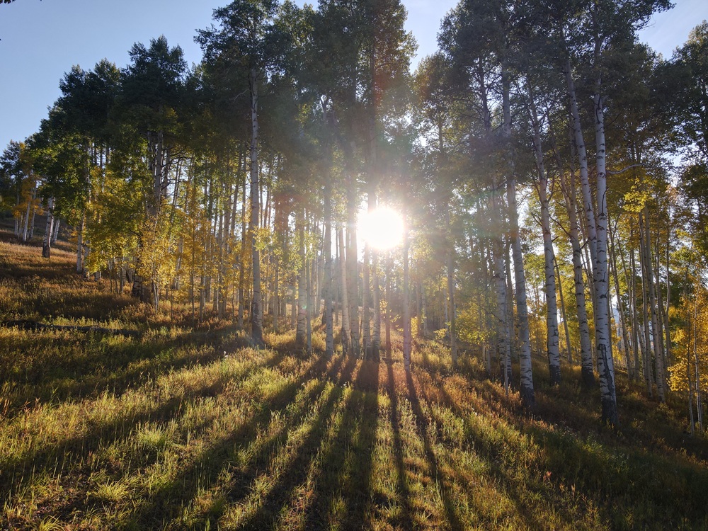 Drone photograph from Vail Colorado, Aspen Trees