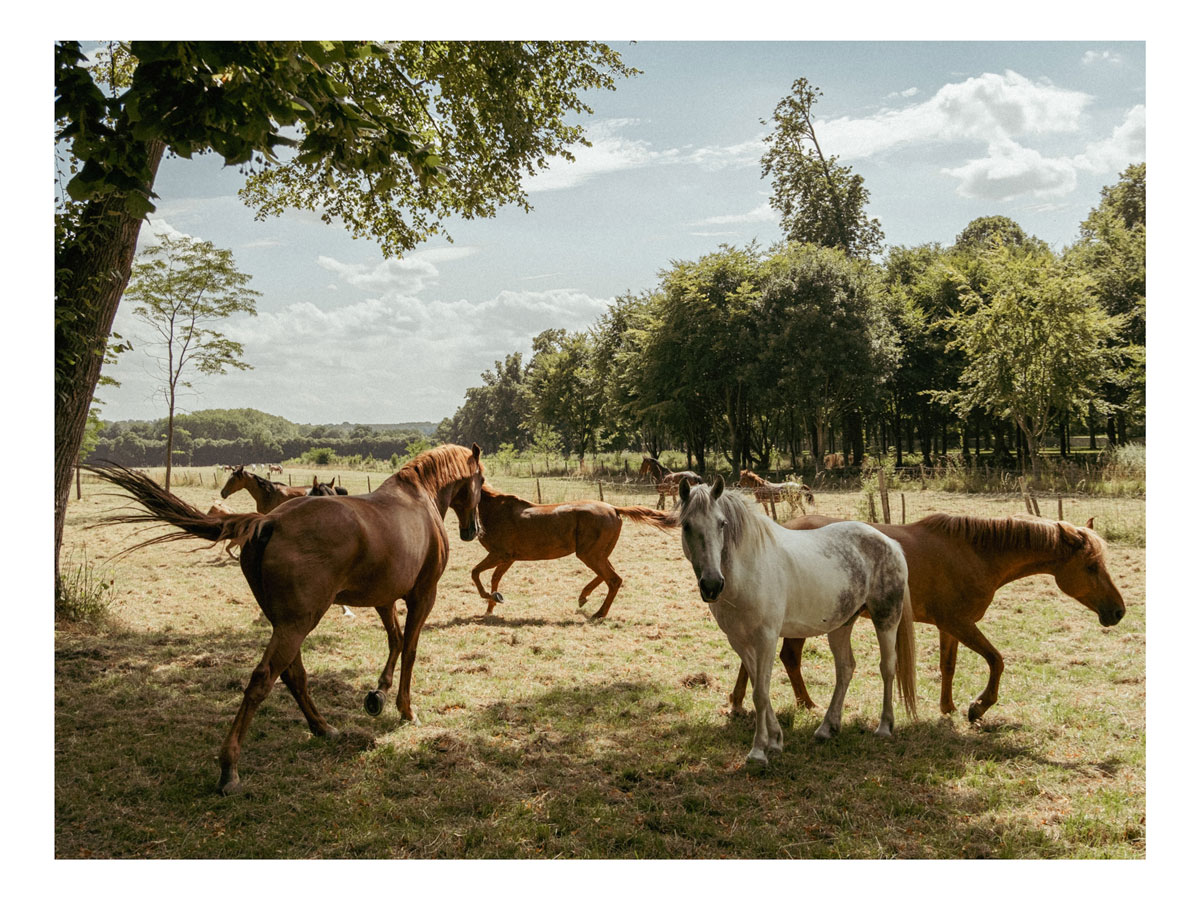 Photographie de Juliette Barcelo. Chevaux à Versailles. 