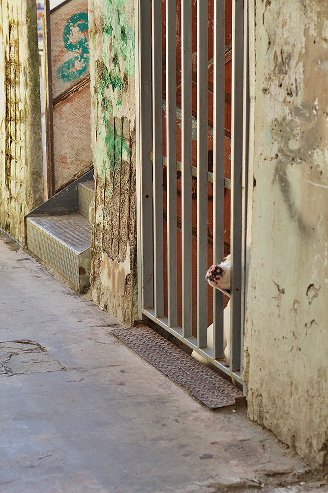 Photographie de Prisca Merlin. Chien à travers une grille. 