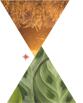 Prism Wellness - About - Through the Prism - Righthand Design Elements