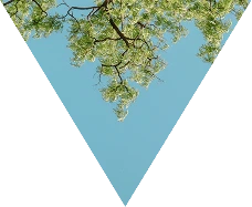 Prism Wellness - Psychedelic Therapy - Explore - Righthand Design Element