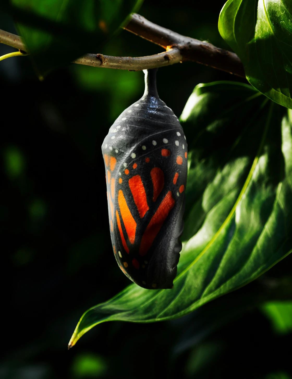 Close-up of a monarch butterfly chrysalis hanging from a branch with green leaves in the background.