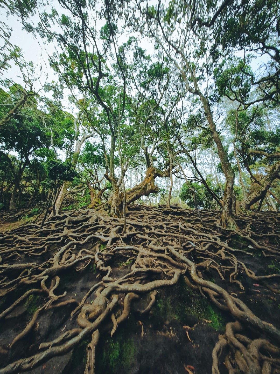 Forest scene showing extensive, exposed tree roots sprawling across the ground under tall trees.