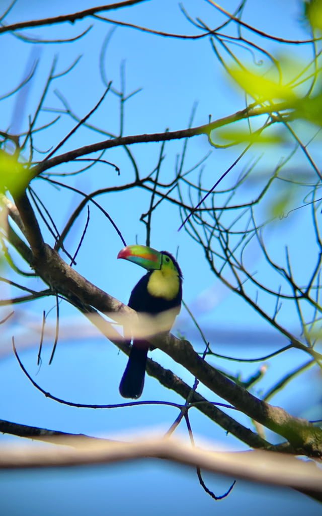 image of diverse wildlife in their natural habitats