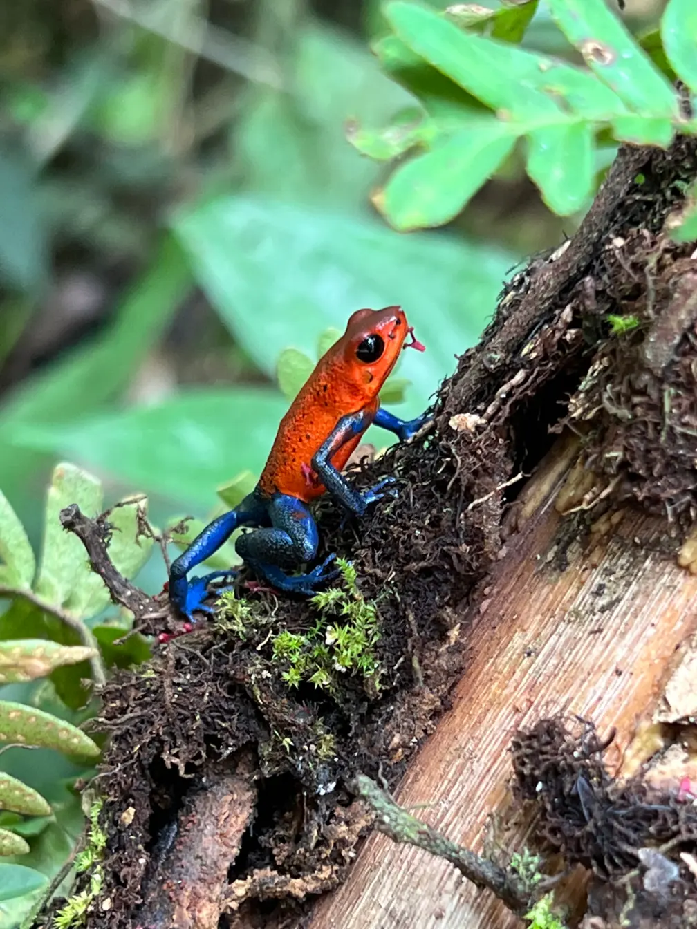 image of diverse wildlife in their natural habitats