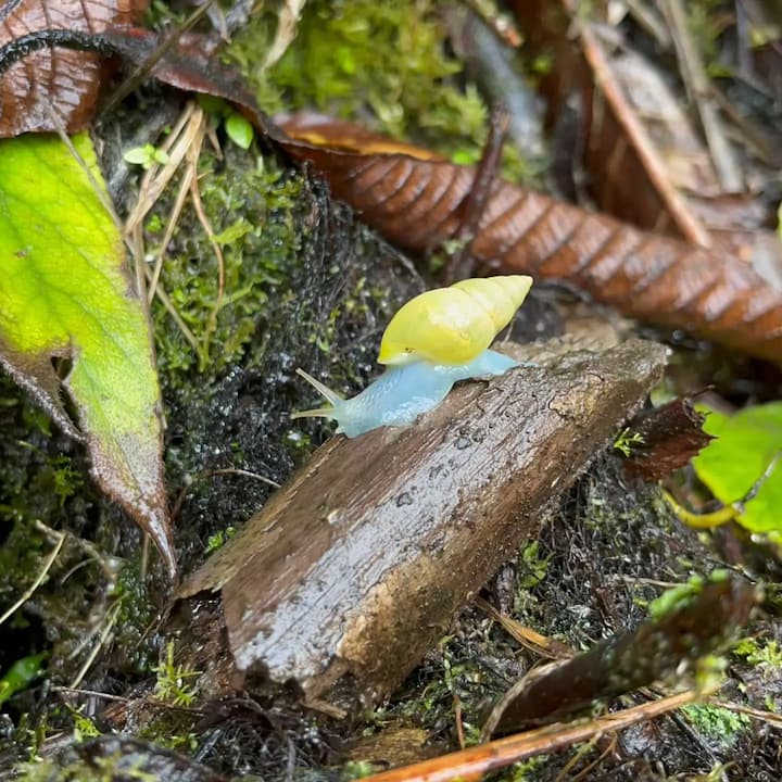 image of diverse wildlife in their natural habitats